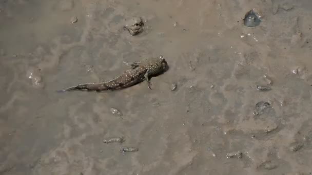 Mudskipper Pez Que Vive Tierra Agua Dulce Agua Salobre Agua — Vídeo de stock