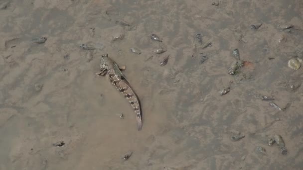 Mudskipper Pez Que Vive Tierra Agua Dulce Agua Salobre Agua — Vídeo de stock