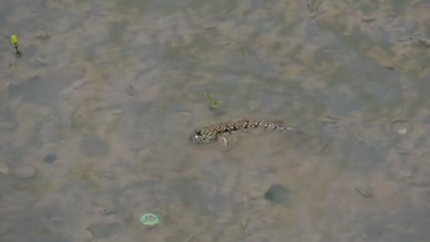 Mudskipper Peixe Que Vive Terra Água Doce Água Salobra Água — Vídeo de Stock