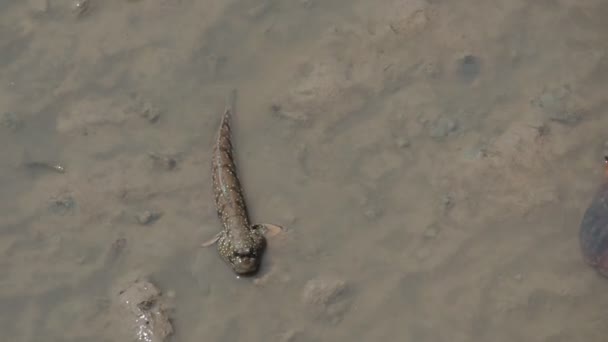 Mudskipper Pesce Che Vive Sulla Terra Acqua Dolce Acqua Salmastra — Video Stock