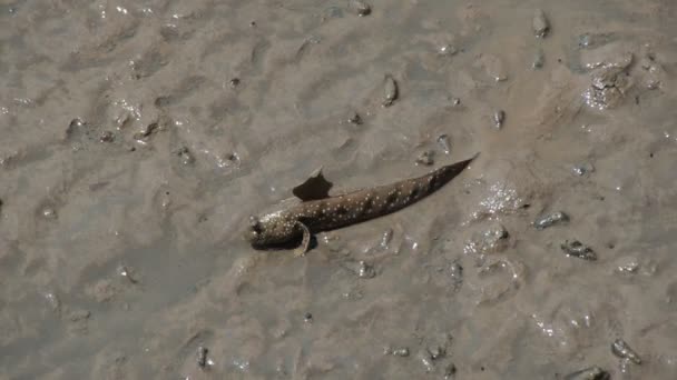 Mudskipper Pesce Che Vive Sulla Terra Acqua Dolce Acqua Salmastra — Video Stock