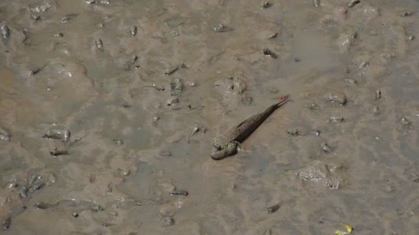 Mudskipper Een Vis Die Leeft Het Land Zoetwater Brak Water — Stockvideo