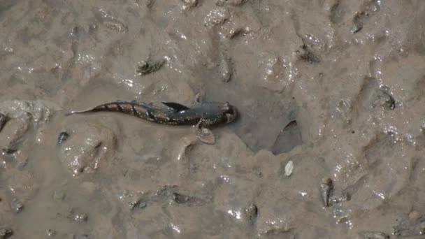 Mudskipper Рыба Живущая Суше Пресной Дерзкой Соленой Воде Считается Рыбой — стоковое видео