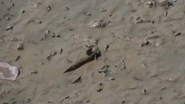 Mudskipper Een Vis Die Leeft Het Land Zoetwater Brak Water — Stockvideo
