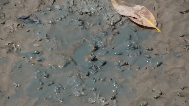 Mudskipper Een Vis Die Leeft Het Land Zoetwater Brak Water — Stockvideo