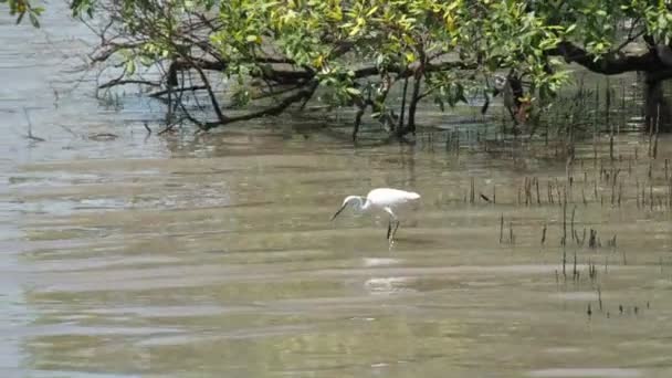 White Bird Foraging Mangrove Forest — Stock Video