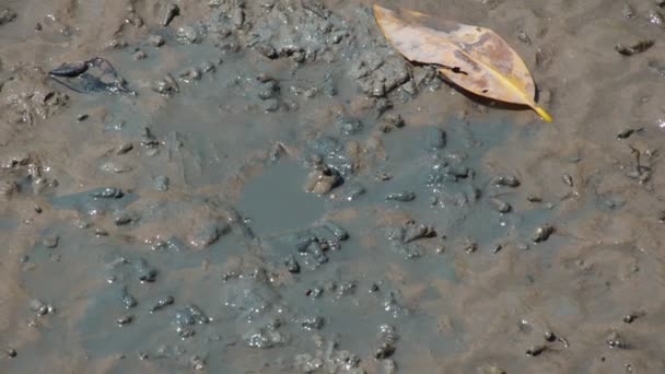 Mudskeppare Fisk Som Lever Land Sötvatten Bräckt Vatten Och Saltvatten — Stockvideo