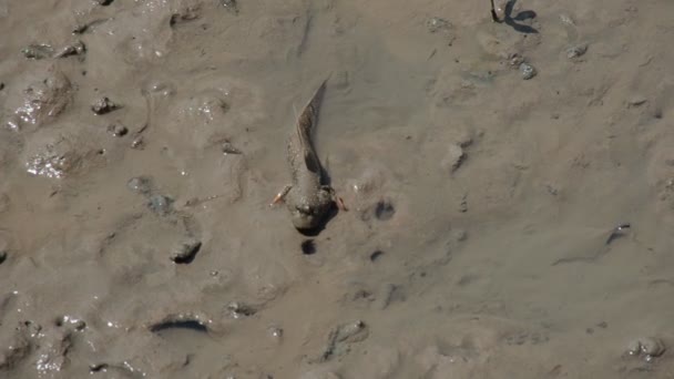 Mudskipper Fish Lives Land Freshwater Brackish Water Saltwater Considered Fish — ストック動画