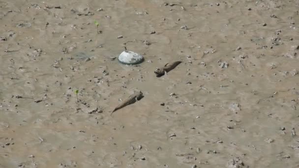 Mudskipper Ryba Żyjąca Lądzie Słodkowodnej Słonawej Słonawej Wodzie Uważa Się — Wideo stockowe