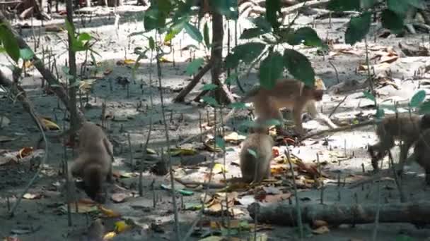 Monkeys Mangroves — Stock Video