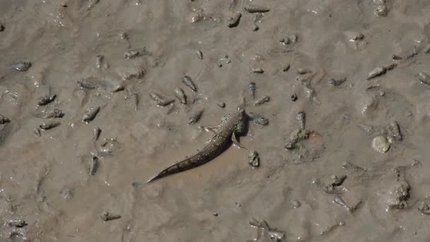 Mudskipper Рыба Живущая Суше Пресной Дерзкой Соленой Воде Считается Рыбой — стоковое видео