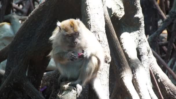 Μαϊμούδες Στα Μαγκρόβια — Αρχείο Βίντεο