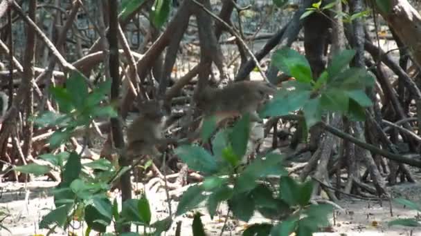 Μαϊμούδες Στα Μαγκρόβια — Αρχείο Βίντεο