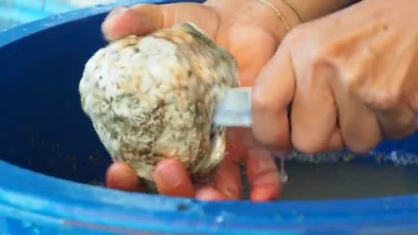 Fishermen Thailand Peeling Oysters Shells — Video Stock