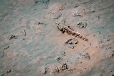 Mudskipper 'ın silindirik bir vücudu var. Büyük bir kafası, iki gözü, büyük ve çıkıntılı, 30 cm uzunluğunda..