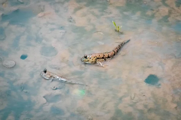 Mudskipper Tem Corpo Cilíndrico Tem Uma Cabeça Grande Dois Olhos — Fotografia de Stock