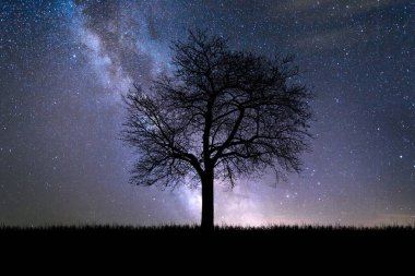 Çayırdaki Siluet Ağaçları, güzel doğal ışıkla. arkaplan olarak kullanmak için