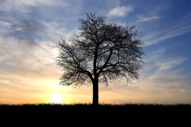 Çayırdaki Siluet Ağaçları, güzel doğal ışıkla. arkaplan olarak kullanmak için