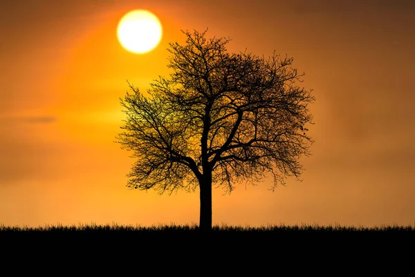 Alberi Silhouette Nel Prato Con Bella Luce Naturale Utilizzare Come — Foto Stock