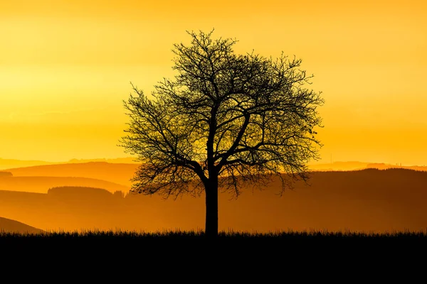 Silhouettenbäume Auf Der Wiese Mit Schönem Natürlichen Licht Zur Verwendung — Stockfoto