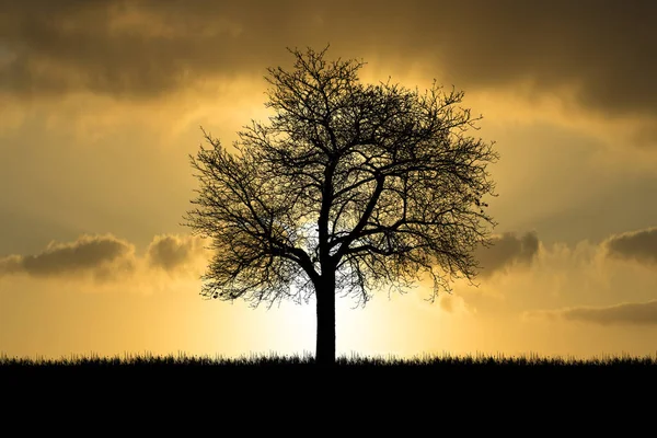 Alberi Silhouette Nel Prato Con Bella Luce Naturale Utilizzare Come — Foto Stock