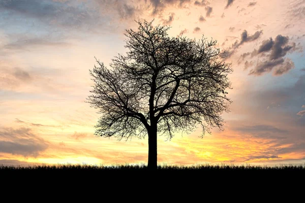 Silhouettenbäume Auf Der Wiese Mit Schönem Natürlichen Licht Zur Verwendung — Stockfoto