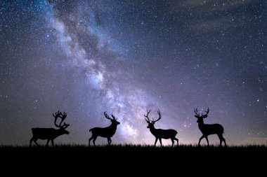 Çayırdaki Siluet Ağaçları, güzel doğal ışıkla. arkaplan olarak kullanmak için