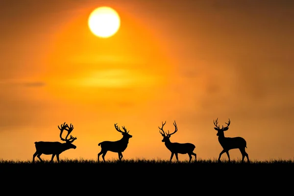 Silhouette Arbres Dans Prairie Avec Une Belle Lumière Naturelle Utiliser — Photo