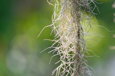 İspanyol yosunu bir ev dekorasyonu bitkisidir. tozu önlemek için