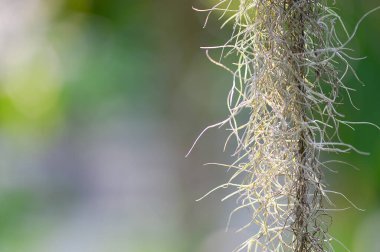 İspanyol yosunu bir ev dekorasyonu bitkisidir. tozu önlemek için