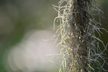 İspanyol yosunu bir ev dekorasyonu bitkisidir. tozu önlemek için