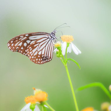 Doğadaki güzel kelebekler Tayland 'ın Tayland bölgesinde çiçeklerden topladıkları nektarı arıyorlar..
