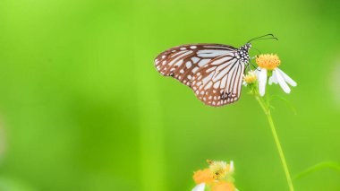 Doğadaki güzel kelebekler Tayland 'ın Tayland bölgesinde çiçeklerden topladıkları nektarı arıyorlar..