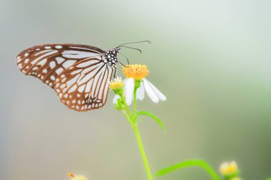 Doğadaki güzel kelebekler Tayland 'ın Tayland bölgesinde çiçeklerden topladıkları nektarı arıyorlar..