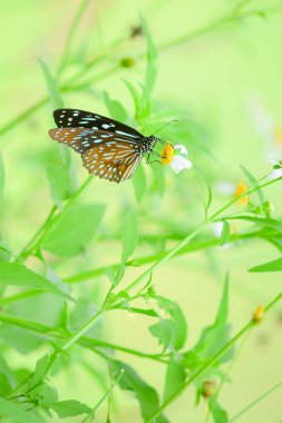 Doğadaki güzel kelebekler Tayland 'ın Tayland bölgesinde çiçeklerden topladıkları nektarı arıyorlar..
