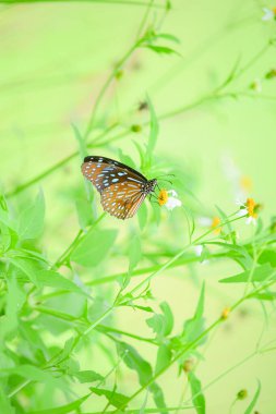 Doğadaki güzel kelebekler Tayland 'ın Tayland bölgesinde çiçeklerden topladıkları nektarı arıyorlar..