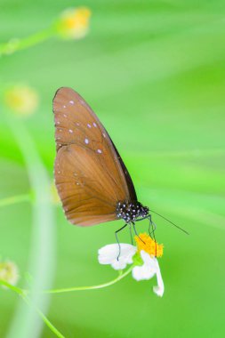Doğadaki güzel kelebekler Tayland 'ın Tayland bölgesinde çiçeklerden topladıkları nektarı arıyorlar..