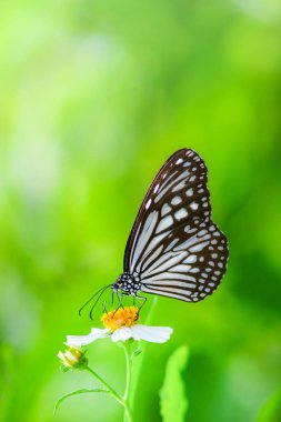 Doğadaki güzel kelebekler Tayland 'ın Tayland bölgesinde çiçeklerden topladıkları nektarı arıyorlar..