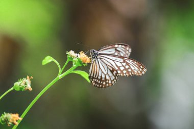Doğadaki güzel kelebekler Tayland 'ın Tayland bölgesinde çiçeklerden topladıkları nektarı arıyorlar..
