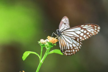 Doğadaki güzel kelebekler Tayland 'ın Tayland bölgesinde çiçeklerden topladıkları nektarı arıyorlar..