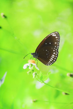 Doğadaki güzel kelebekler Tayland 'ın Tayland bölgesinde çiçeklerden topladıkları nektarı arıyorlar..