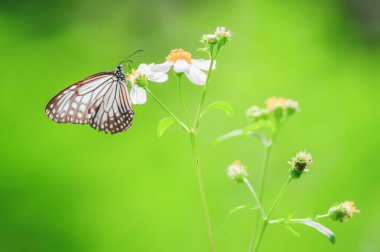 Doğadaki güzel kelebekler Tayland 'ın Tayland bölgesinde çiçeklerden topladıkları nektarı arıyorlar..