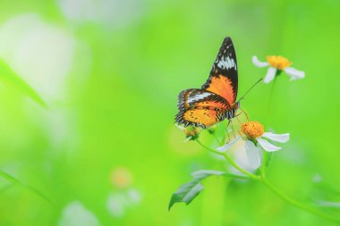 Doğadaki güzel kelebekler Tayland 'ın Tayland bölgesinde çiçeklerden topladıkları nektarı arıyorlar..