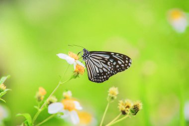 Doğadaki güzel kelebekler Tayland 'ın Tayland bölgesinde çiçeklerden topladıkları nektarı arıyorlar..