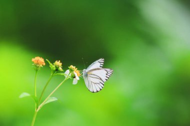 Doğadaki güzel kelebekler Tayland 'ın Tayland bölgesinde çiçeklerden topladıkları nektarı arıyorlar..