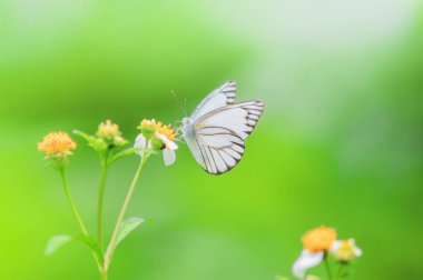 Doğadaki güzel kelebekler Tayland 'ın Tayland bölgesinde çiçeklerden topladıkları nektarı arıyorlar..