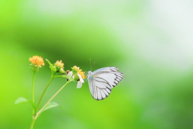 Doğadaki güzel kelebekler Tayland 'ın Tayland bölgesinde çiçeklerden topladıkları nektarı arıyorlar..