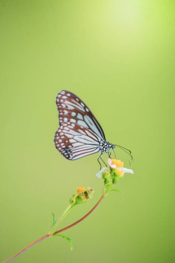 Doğadaki güzel kelebekler Tayland 'ın Tayland bölgesinde çiçeklerden topladıkları nektarı arıyorlar..