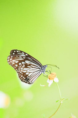 Doğadaki güzel kelebekler Tayland 'ın Tayland bölgesinde çiçeklerden topladıkları nektarı arıyorlar..