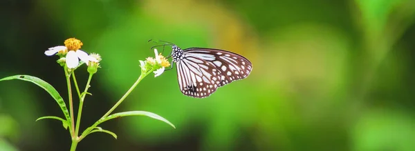 Beautiful Butterflies Nature Searching Nectar Flowers Thai Region Thailand — стоковое фото